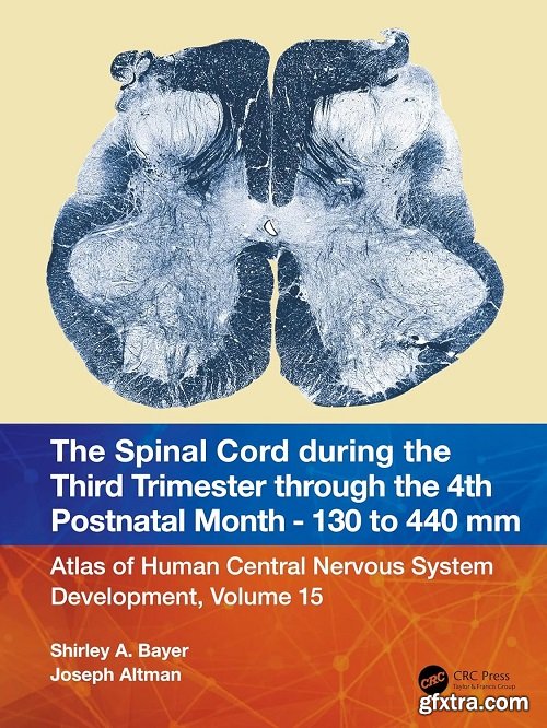 The Spinal Cord during the First and Early Second Trimesters 4- to 108-mm Crown-Rump Lengths