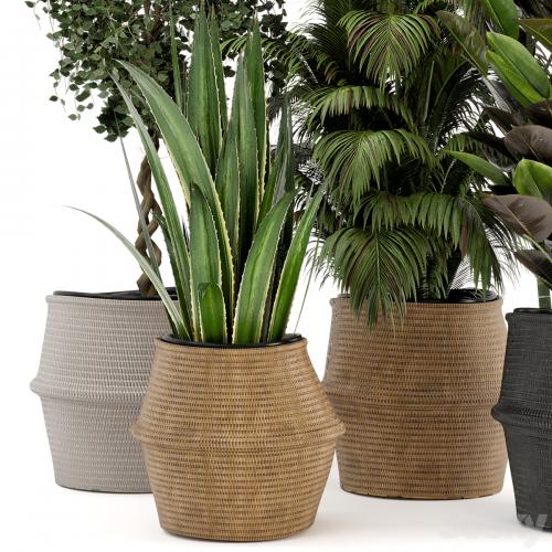 Indoor Plants in Wicker Basket - Set 258