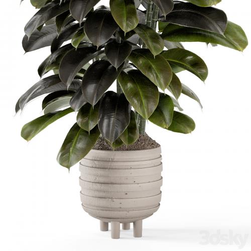 Indoor Plants In Concrete Pots - Set 953