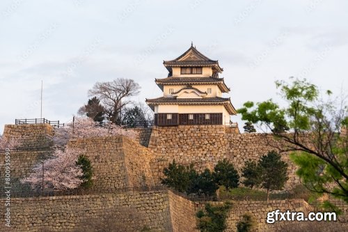 Marugame Castle With Cherry Blossoms 6xJPEG