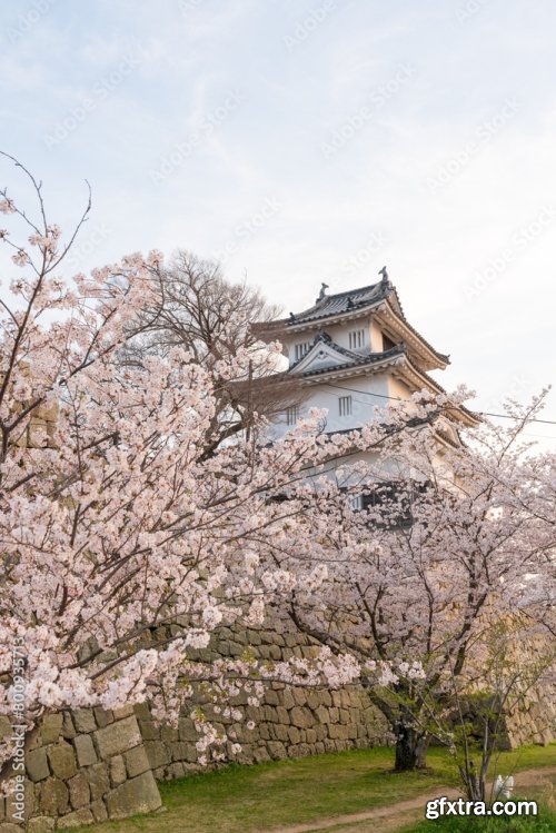 Marugame Castle With Cherry Blossoms 6xJPEG