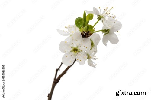 Branch With Cherry Flowers Isolated 6xJPEG