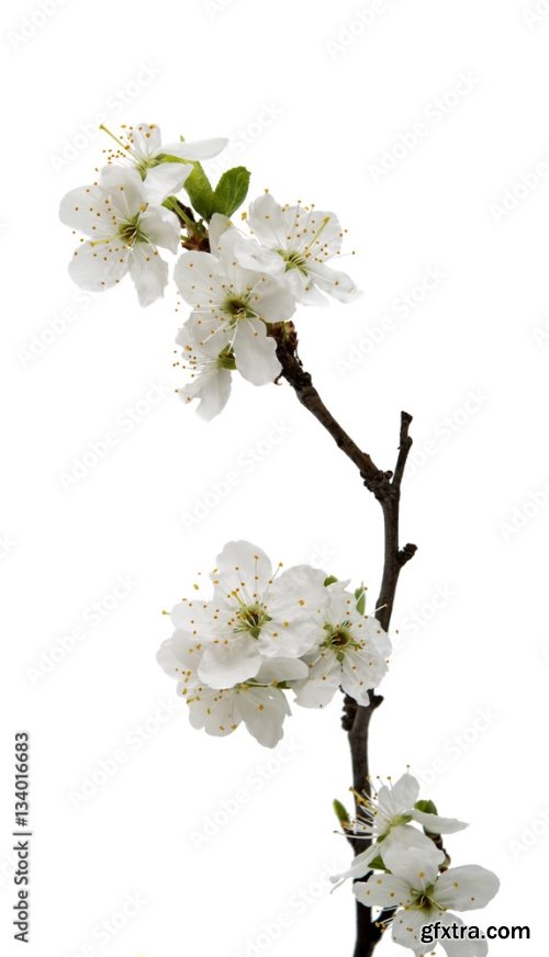 Branch With Cherry Flowers Isolated 6xJPEG