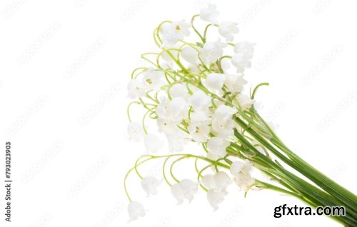 Bouquet Of Lilies Of The Valley Isolated 6xJPEG