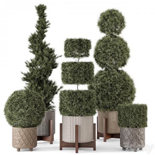 Outdoor Pine Plants in Concrete Pot - Set 522