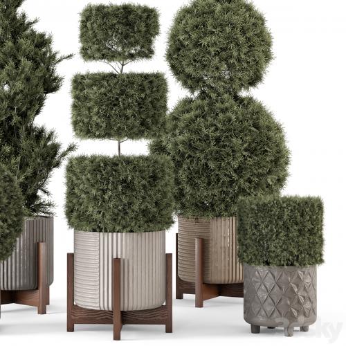 Outdoor Pine Plants in Concrete Pot - Set 522