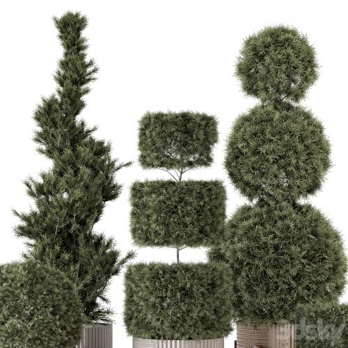 Outdoor Pine Plants in Concrete Pot - Set 522