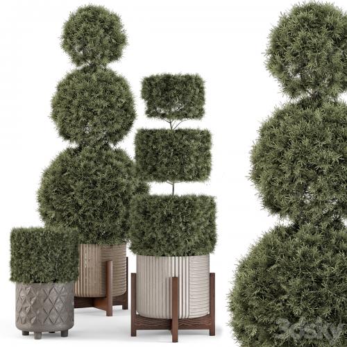 Outdoor Pine Plants in Concrete Pot - Set 522