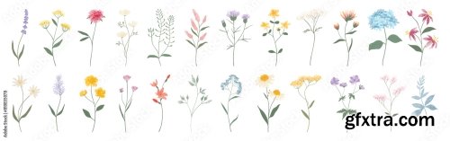 Wild Flowers Vector Collection 6xAI