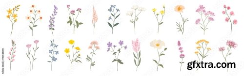 Wild Flowers Vector Collection 6xAI