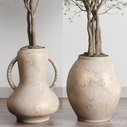 Olive tree in an old earthenware vase indoor collection 182