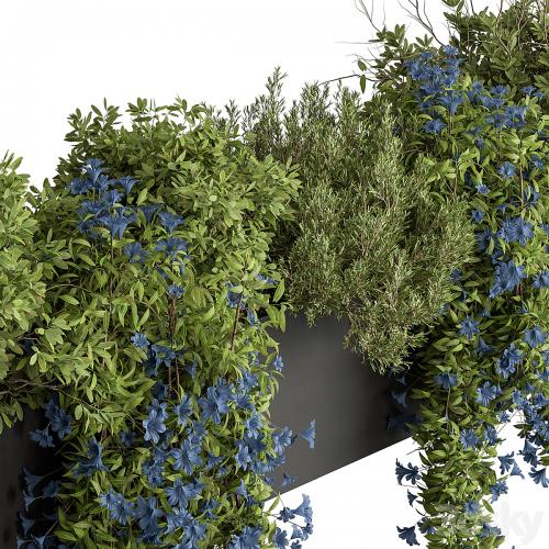 Hanging Plant - Outdoor Plants 503