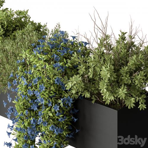 Hanging Plant - Outdoor Plants 503
