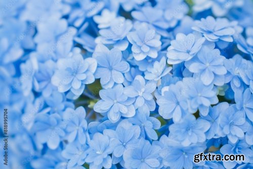 Background Of Soft Blue Petals Of Hydrangea Macrophylla 6xJPEG