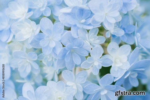 Background Of Soft Blue Petals Of Hydrangea Macrophylla 6xJPEG