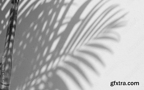 Shadow Of Palm Leaves On White Wall Background 6xJPEG