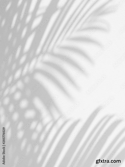 Shadow Of Palm Leaves On White Wall Background 6xJPEG