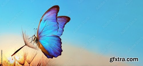 Morpho Butterfly And Dandelion 6xJPEG