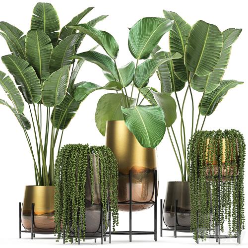 Collection of plants in golden pots on legs with banana palm, strelitzia, Krestovnik, Kalatea lutea, hanging plants. Set 768