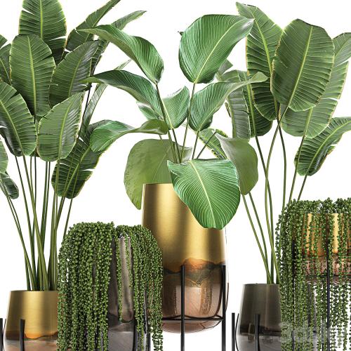 Collection of plants in golden pots on legs with banana palm, strelitzia, Krestovnik, Kalatea lutea, hanging plants. Set 768