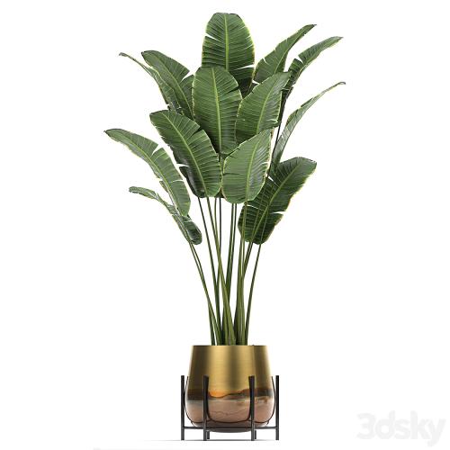 Collection of plants in golden pots on legs with banana palm, strelitzia, Krestovnik, Kalatea lutea, hanging plants. Set 768