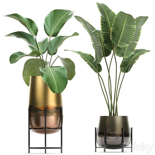 Collection of plants in golden pots on legs with banana palm, strelitzia, Krestovnik, Kalatea lutea, hanging plants. Set 768