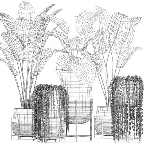 Collection of plants in golden pots on legs with banana palm, strelitzia, Krestovnik, Kalatea lutea, hanging plants. Set 768