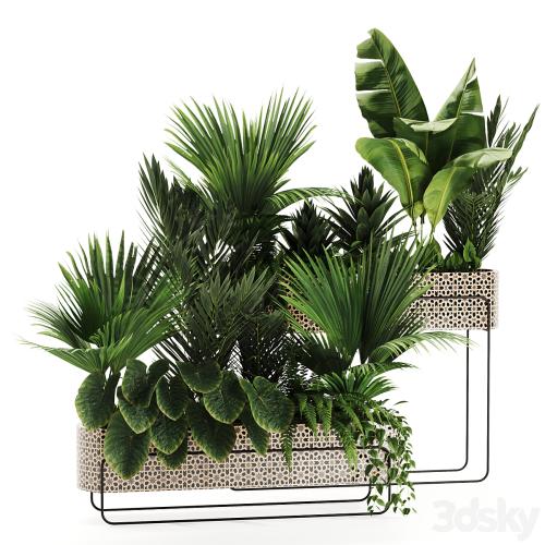 Indoor plants in box set-70