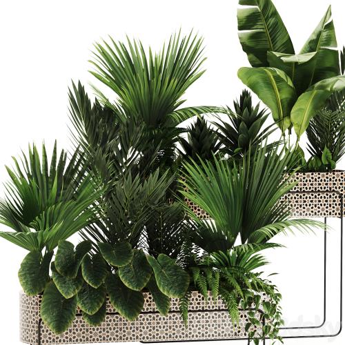 Indoor plants in box set-70