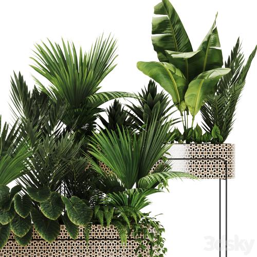 Indoor plants in box set-70