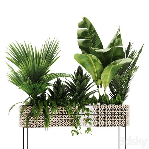 Indoor plants in box set-70