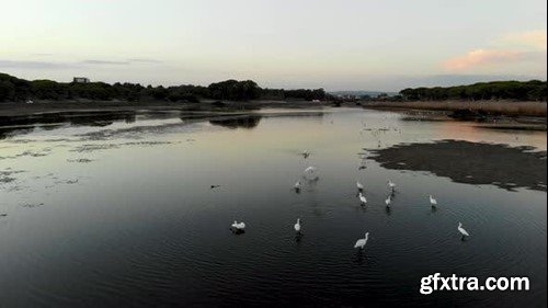 Videohive Flying birds 53334190 Videohive Flying birds 53334190