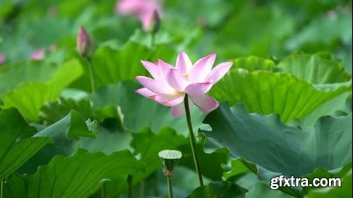 Videohive The Lotus 53974565