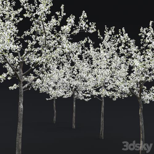 Cherry flowering Cherry flowering