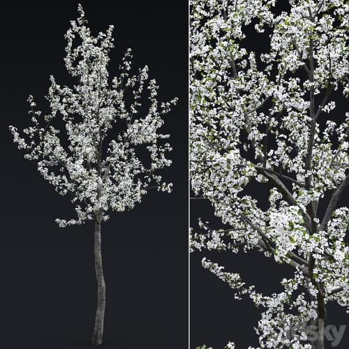 Cherry flowering Cherry flowering