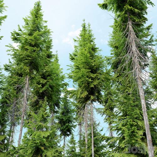 Abies guatemalensis Abies guatemalensis