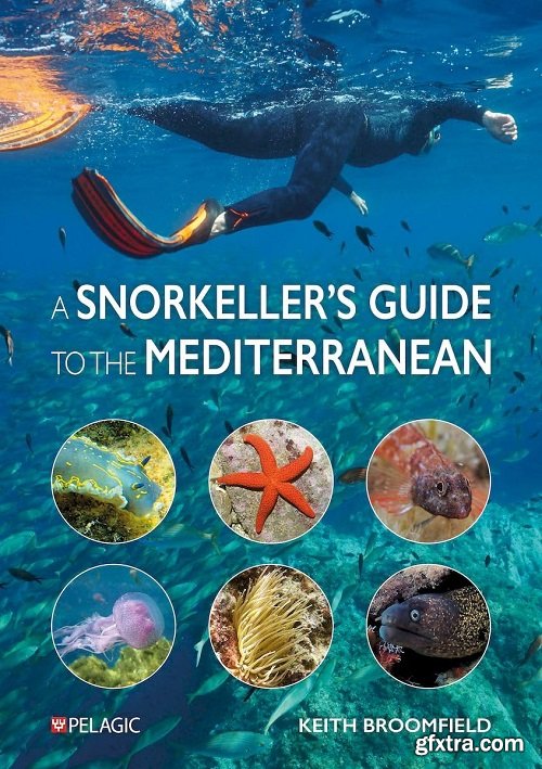 A Snorkeller&rsquo;s Guide to the Mediterranean: A photographic ID guide to the most commonly encountered marine species