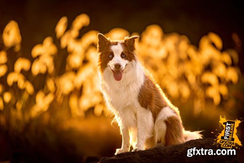 Unleashed Education - Unleashing Expression in Your Dog Photography Unleashed Education - Unleashing Expression in Your Dog Photography