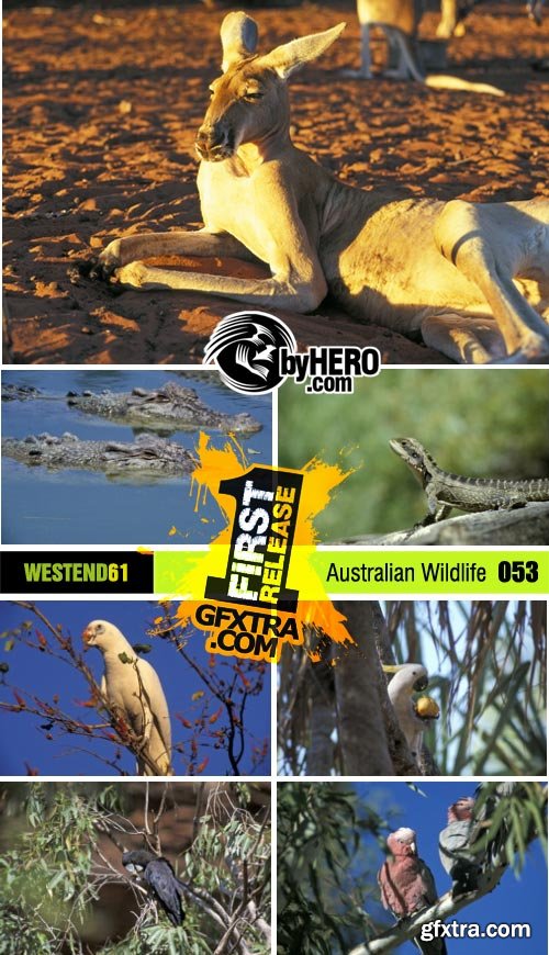 WestEnd61 053 Australian Wildlife