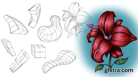 Udemy How to Draw with Organic Forms