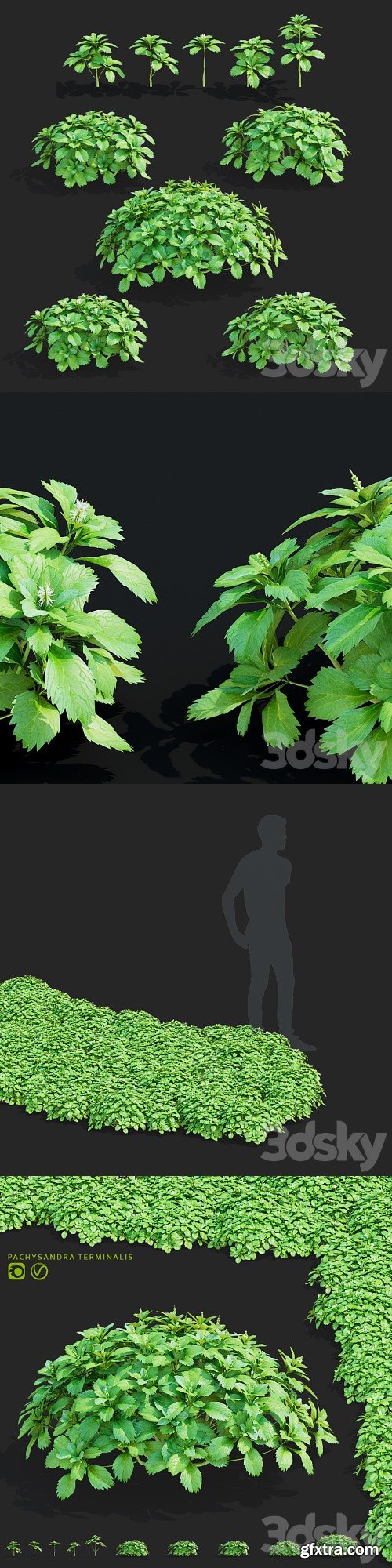 Pachysandra apical bushes | Pachysandra terminalis