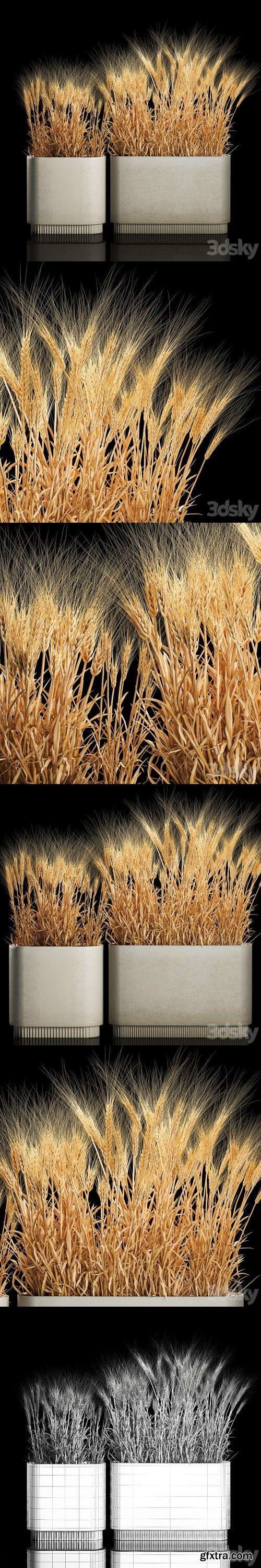 Bushes of spikelets of dry wheat in flowerpots dried flowers, eco style. Plant collection 1204