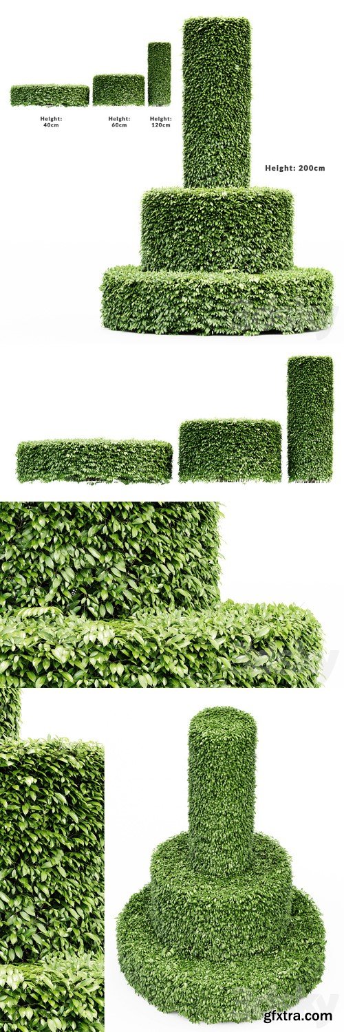 Dwarf Yaupon Holly - Cylinder plant