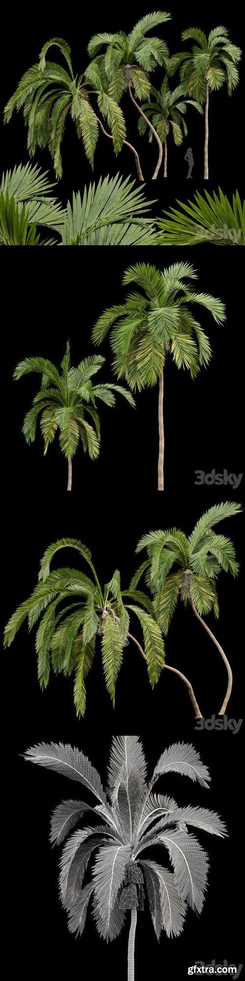 Queen Palm 4 Trees Syagrus Romanzoffiana