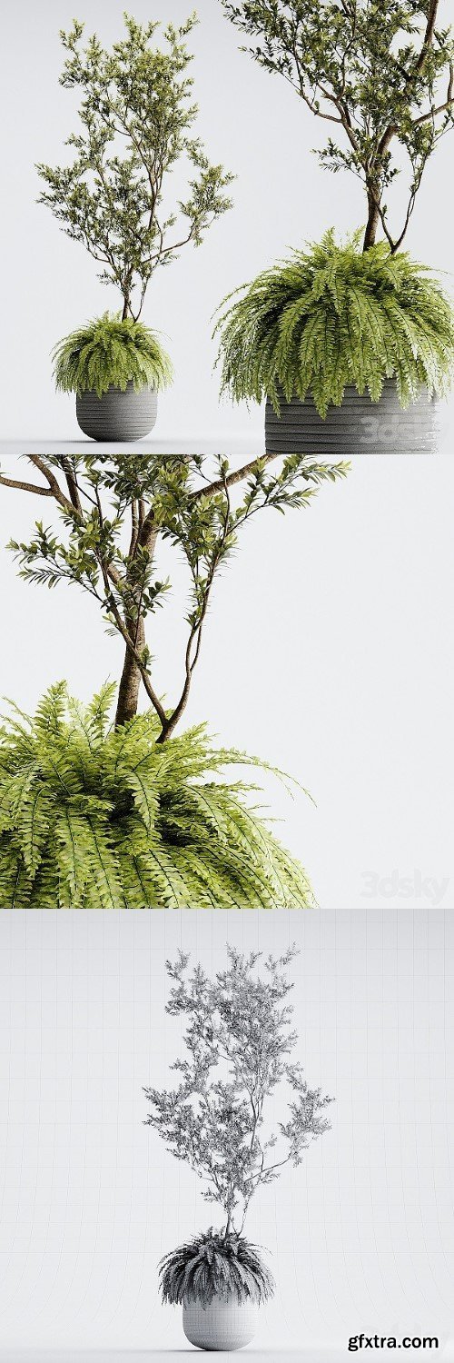 Indoor Plant 01 - ORGANIKA