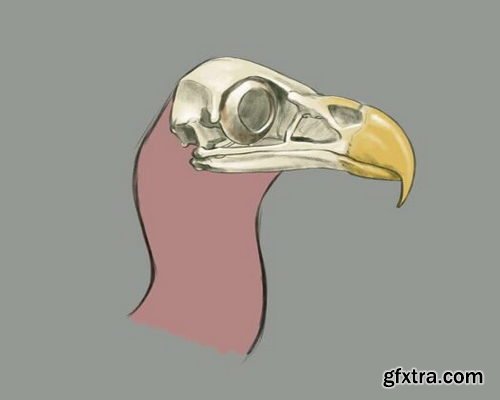 Creature Art Teacher - How to Draw Birds of Prey with Aaron Blaise