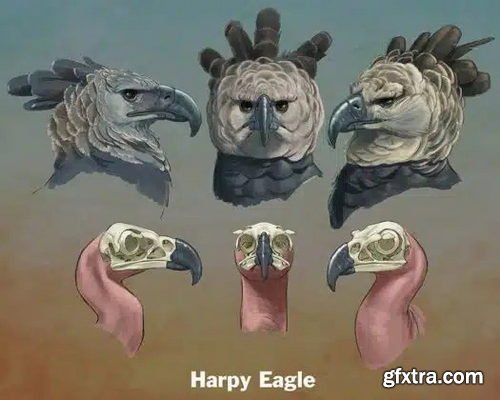 Creature Art Teacher - How to Draw Birds of Prey with Aaron Blaise