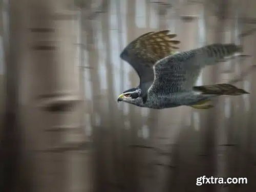 Creature Art Teacher - How to Draw Birds of Prey with Aaron Blaise