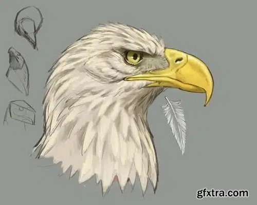 Creature Art Teacher - How to Draw Birds of Prey with Aaron Blaise