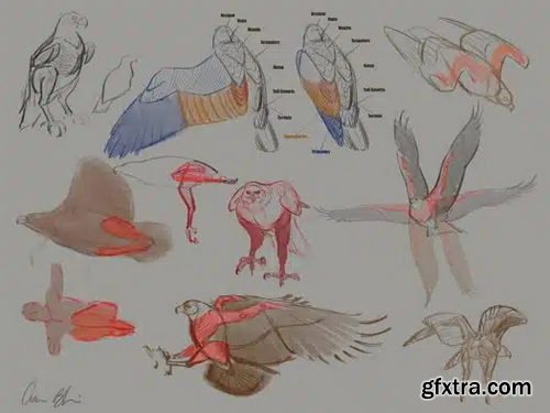 Creature Art Teacher - How to Draw Birds of Prey with Aaron Blaise